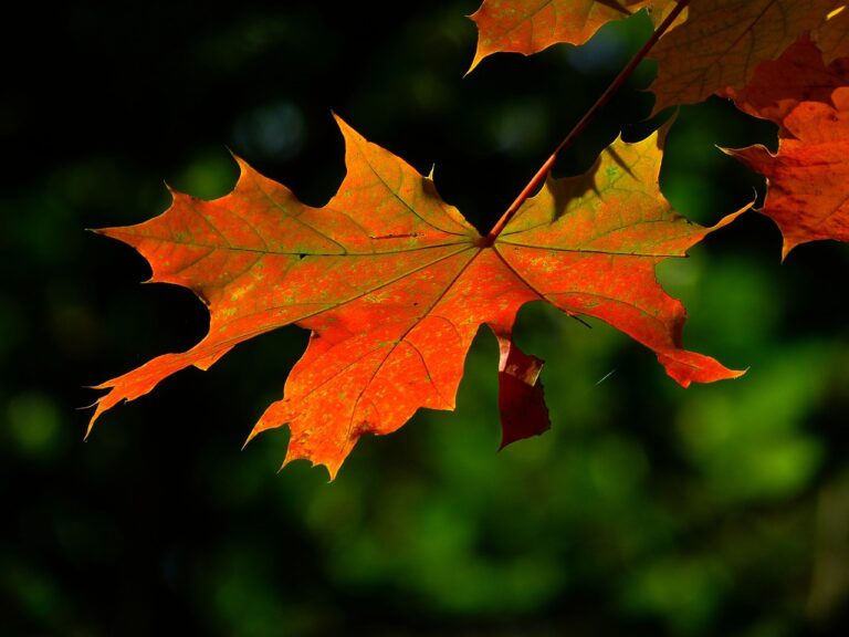 Fall Leaf Orange